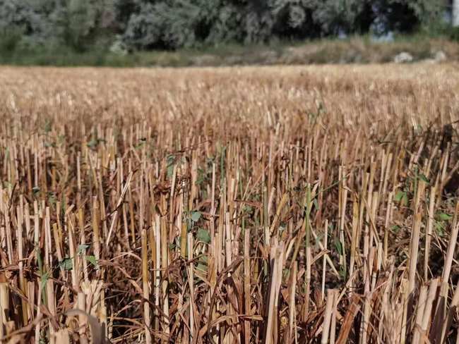 Greul a trecut. Povestea unei familii de fermieri din Usu Greul a trecut. Povestea unei familii de fermieri din Usu