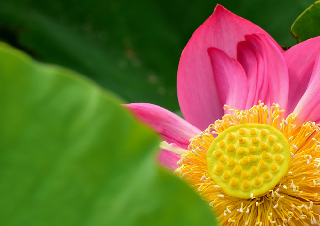 Lotușii înfloresc la Palatul Vechi de Vară