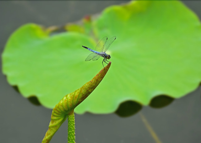 Lotușii înfloresc la Palatul Vechi de Vară