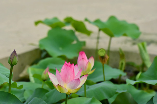 Lotușii înfloresc la Palatul Vechi de Vară