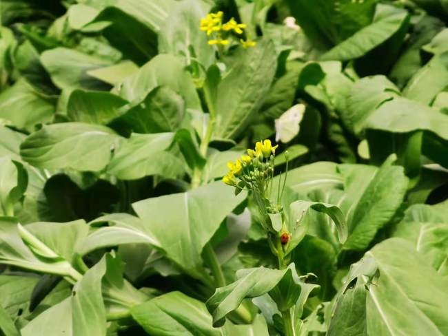 Siguranța zilei de mâine și armonia în viață aduc fericirea. Povestea unei familii de fermieri din Usu